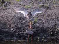 Tringa totanus 191, Tureluur, Saxifraga-Luuk Vermeer