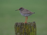 Tringa totanus 209, Tureluur, Saxifraga-Luuk Vermeer