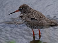 Tringa totanus 215, Tureluur, Saxifraga-Luuk Vermeer