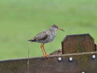 Tringa totanus 216, Tureluur, Saxifraga-Luuk Vermeer