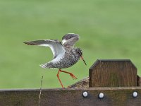 Tringa totanus 218, Tureluur, Saxifraga-Luuk Vermeer