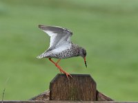 Tringa totanus 219, Tureluur, Saxifraga-Luuk Vermeer