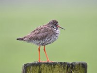 Tringa totanus 223, Tureluur, Saxifraga-Luuk Vermeer