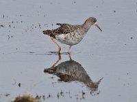 Tringa totanus 227, Tureluur, Saxifraga-Luuk Vermeer