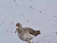 Tringa totanus 232, Tureluur, Saxifraga-Luuk Vermeer