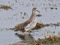 Tringa totanus 233, Tureluur, Saxifraga-Luuk Vermeer