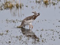 Tringa totanus 235, Tureluur, Saxifraga-Luuk Vermeer