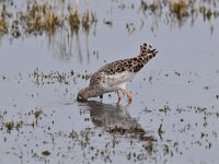 Tringa totanus 236, Tureluur, Saxifraga-Luuk Vermeer