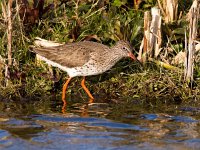 Tringa totanus 58, Tureluur, Saxifraga-Bart Vastenhouw