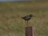 Tringa totanus 99, Tureluur, Saxifraga-Dirk Hilbers