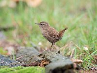 Troglodytes troglodytes 120, Winterkoning, Saxifraga-Luuk Vermeer