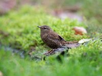 Troglodytes troglodytes 51, Winterkoning, Saxifraga-Luuk Vermeer