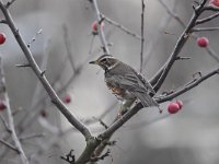 Turdus iliacus 13, Koperwiek, Saxifraga-Luuk Vermeer