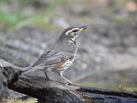 Turdus iliacus 14, Koperwiek, Saxifraga-Luuk Vermeer