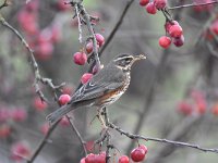 Turdus iliacus 15, Koperwiek, Saxifraga-Luuk Vermeer