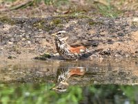 Turdus iliacus 17, Koperwiek, Saxifraga-Luuk Vermeer