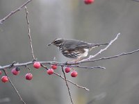 Turdus iliacus 21, Koperwiek, Saxifraga-Luuk Vermeer