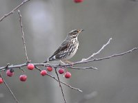 Turdus iliacus 22, Koperwiek, Saxifraga-Luuk Vermeer