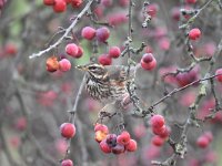 Turdus iliacus 25, Koperwiek, Saxifraga-Luuk Vermeer