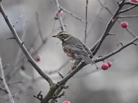 Turdus iliacus 26, Koperwiek, Saxifraga-Luuk Vermeer