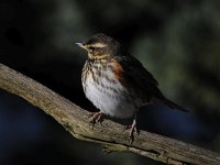 Turdus iliacus 31, Koperwiek, Saxifraga-Luuk Vermeer