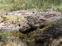 Turdus iliacus 33, Koperwiek, Saxifraga-Luuk Vermeer