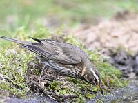 Turdus iliacus 34, Koperwiek, Saxifraga-Luuk Vermeer