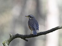 Turdus iliacus 38, Koperwiek, Saxifraga-Luuk Vermeer