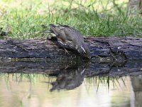 Turdus iliacus 39, Koperwiek, Saxifraga-Luuk Vermeer