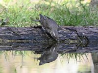 Turdus iliacus 41, Koperwiek, Saxifraga-Luuk Vermeer