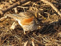 Turdus iliacus 43, Koperwiek, Saxifraga-Bart Vastenhouw