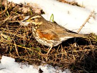 Turdus iliacus 47, Koperwiek, Saxifraga-Bart Vastenhouw