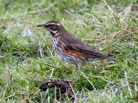 Turdus iliacus 52, Koperwiek, Saxifraga-Bart Vastenhouw
