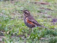 Turdus iliacus 54, Koperwiek, Saxifraga-Bart Vastenhouw