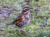 Turdus iliacus 55, Koperwiek, Saxifraga-Bart Vastenhouw