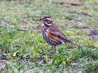 Turdus iliacus 56, Koperwiek, Saxifraga-Bart Vastenhouw