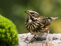 Turdus iliacus 57, Koperwiek, adult, Saxifraga-Theo Verstrael