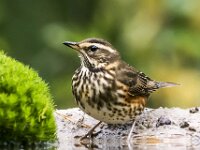 Turdus iliacus 58, Koperwiek, adult, Saxifraga-Theo Verstrael