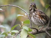 Turdus iliacus 61, Koperwiek, adult, Saxifraga-Theo Verstrael