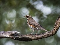 Turdus iliacus 62, Koperwiek, adult, Saxifraga-Theo Verstrael