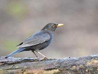 Turdus merula 107, Merel, Saxifraga-Luuk Vermeer