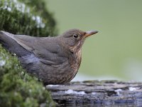 Turdus merula 80, Merel, Saxifraga-Luuk Vermeer