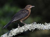 Turdus merula 82, Merel, Saxifraga-Luuk Vermeer