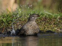 Turdus merula 88, Merel, Saxifraga-Luuk Vermeer