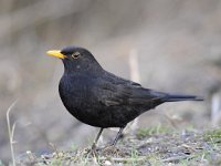 Turdus merula 95, Merel, Saxifraga-Luuk Vermeer