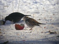 Turdus naumanni ssp eunomus 1, Bruine lijster, Saxifraga-Peter Meininger