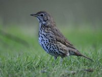 Turdus philomelos 29, Zanglijster, Saxifraga-Luuk Vermeer