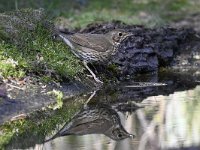 Turdus philomelos 32, Zanglijster, Saxifraga-Luuk Vermeer