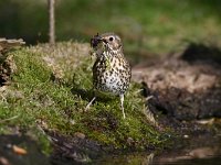 Turdus philomelos 33, Zanglijster, Saxifraga-Luuk Vermeer