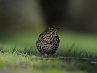 Turdus philomelos 34, Zanglijster, Saxifraga-Luuk Vermeer